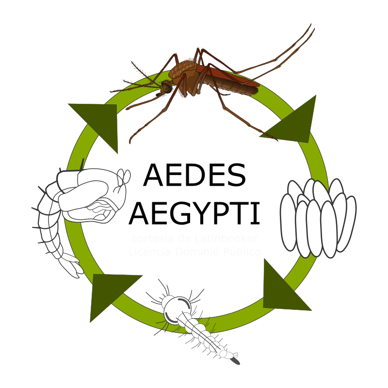 Ciclo de vida del mosquito del DENGUE