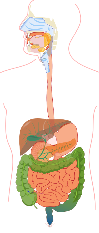 Digestive system