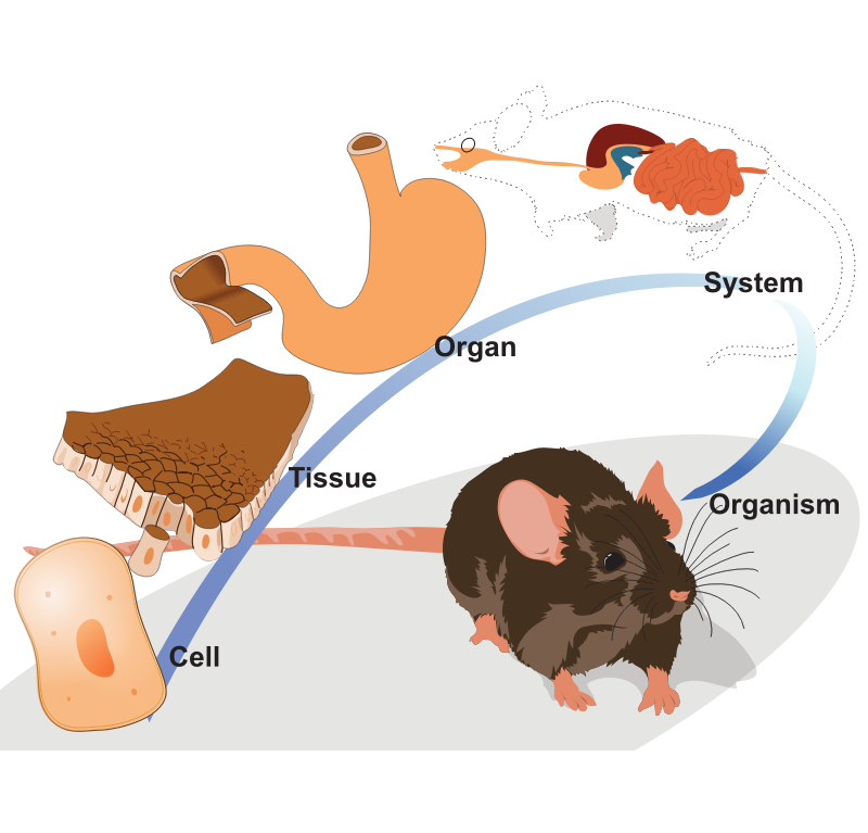 Organization levels of a mouse
