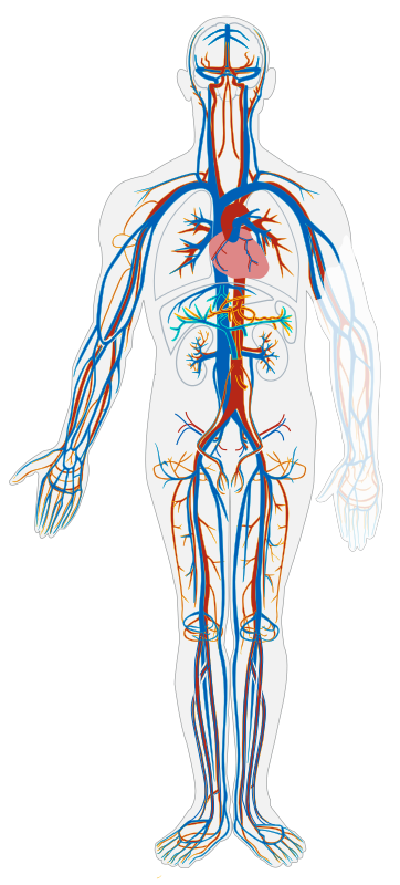 Circulatory system