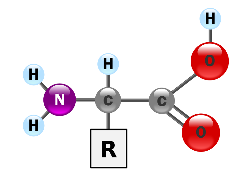 Amino acid