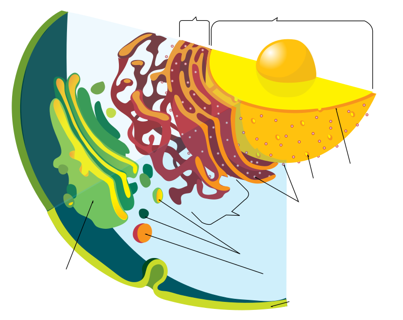 endomembrane system diagram