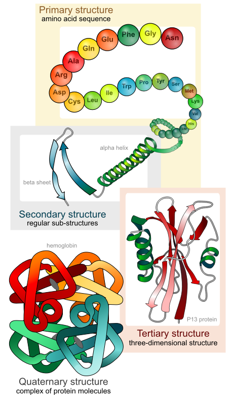 Protein structure levels