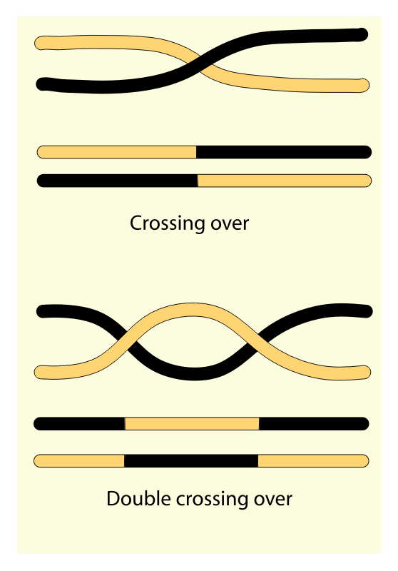 chromosome crossing over