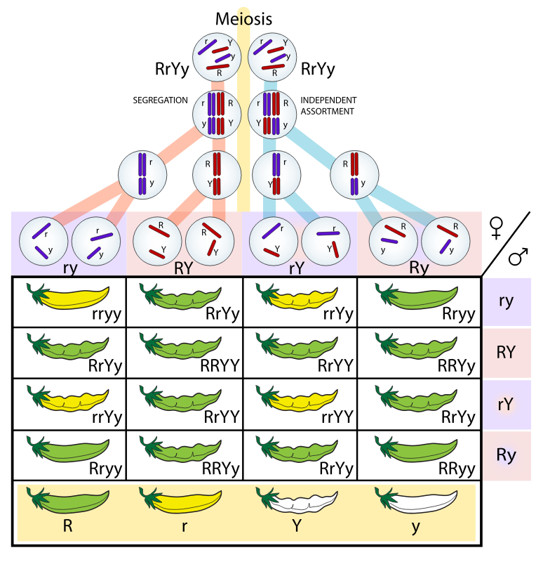 Independent assortment & segregation (Mendelian genetics)