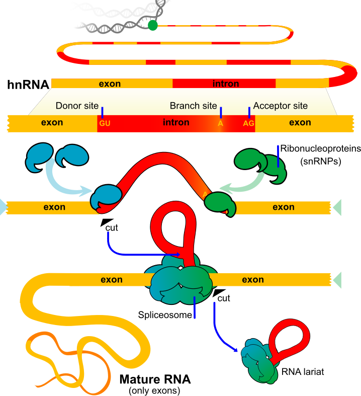 RNA Splicing