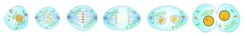 mitosis division of eukaryotic cells