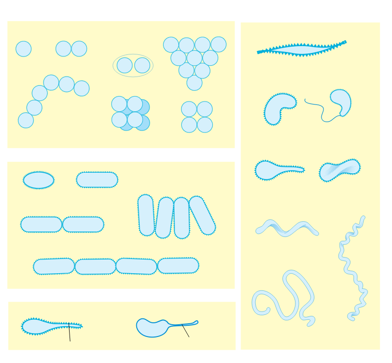 bacterial morphology