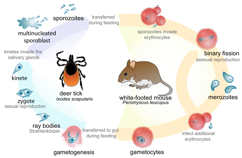 Life cycle of the parasite Babesia