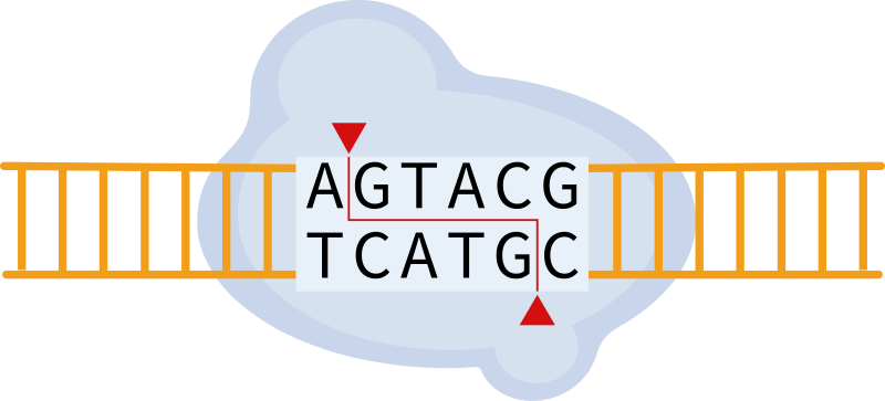 restriction enzyme