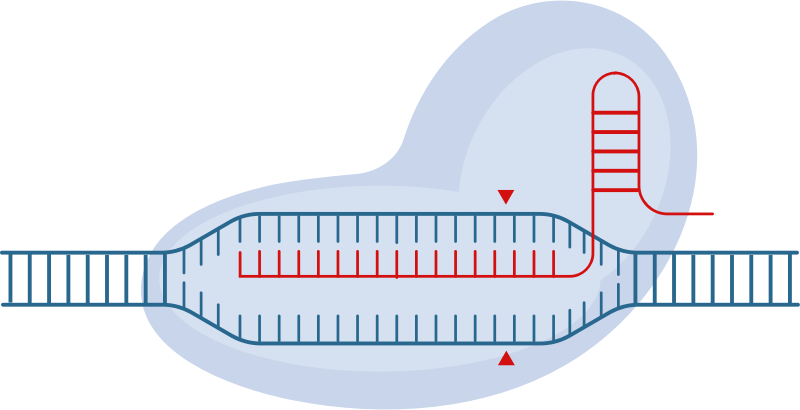 CRISPR-Cas9