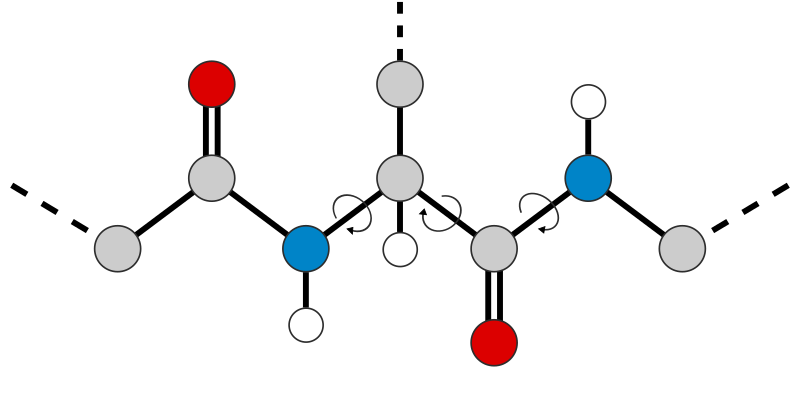 Protein backbone diagram