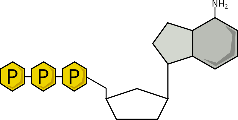 Adenosine Triphosphate (ATP)