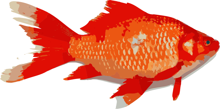 Goldfish