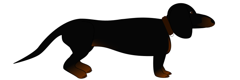 Dachshund