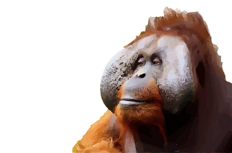 Orangutan