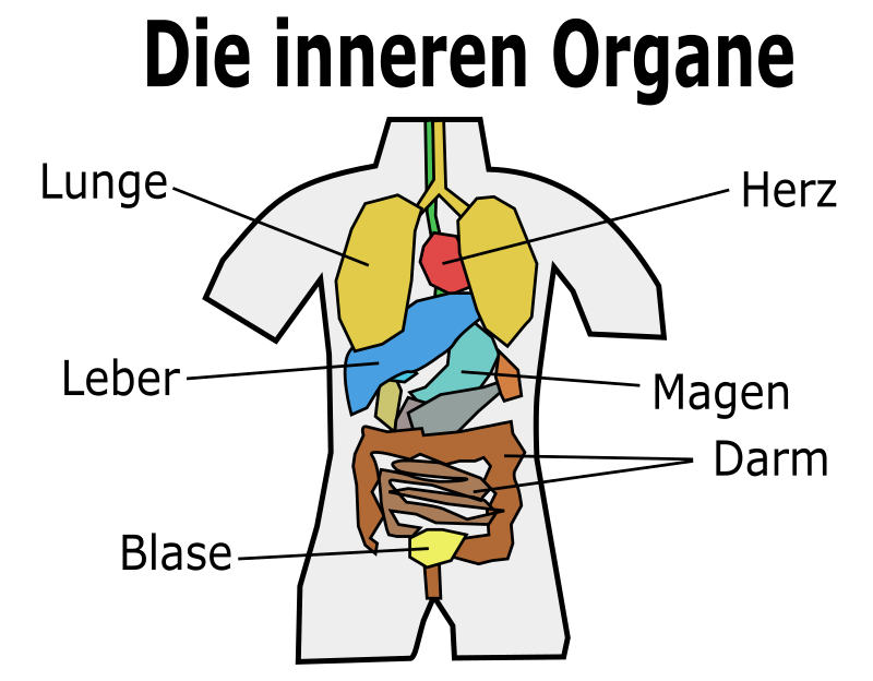 Internal Organs Chart - Diagramm-Deutscher