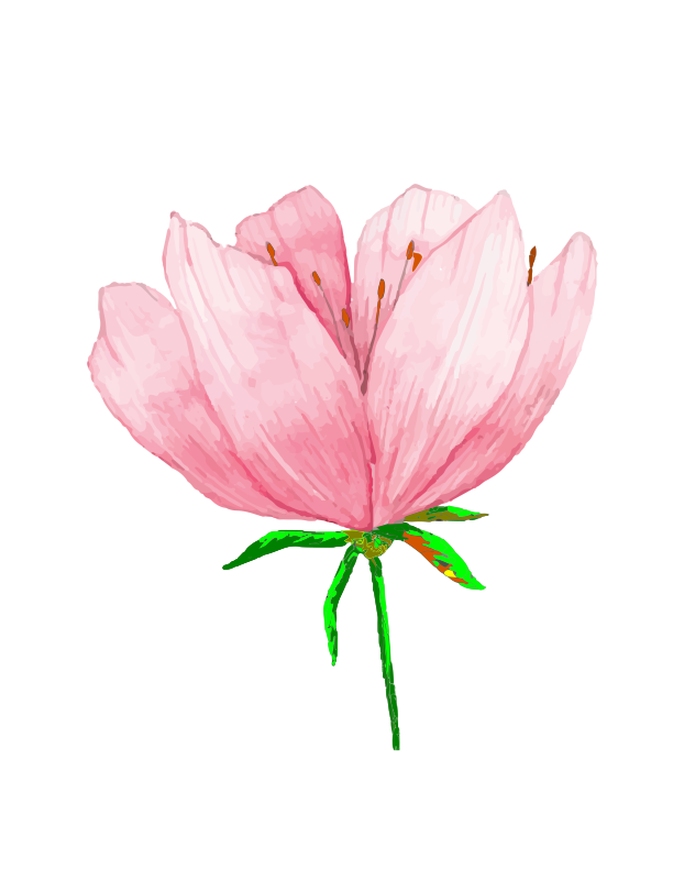 tulip