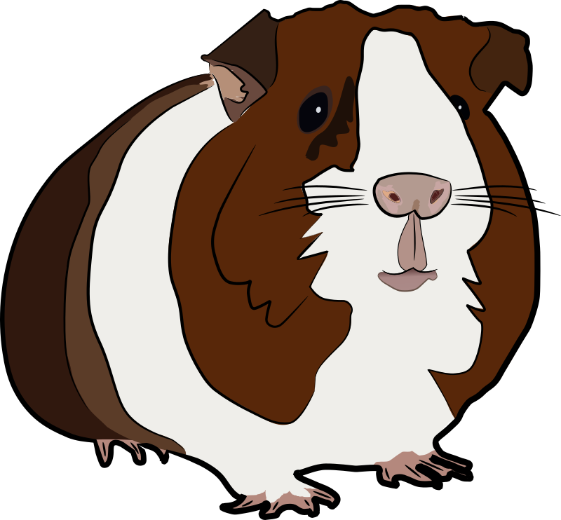 Guinea pig