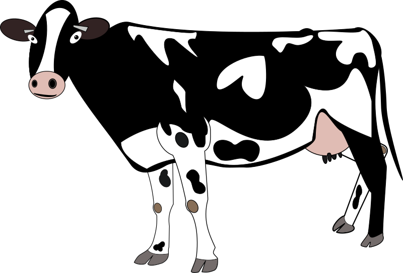 A cow