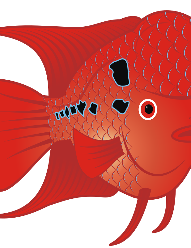 Flowerhorn Fish 2