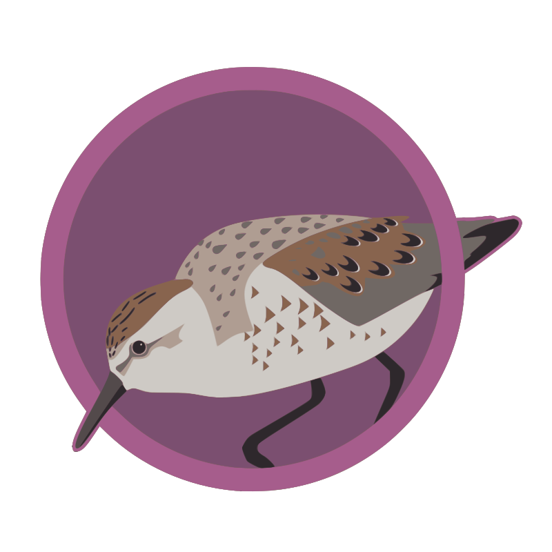 Sandpiper