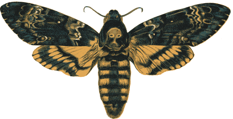 Death's-head Hawkmoth