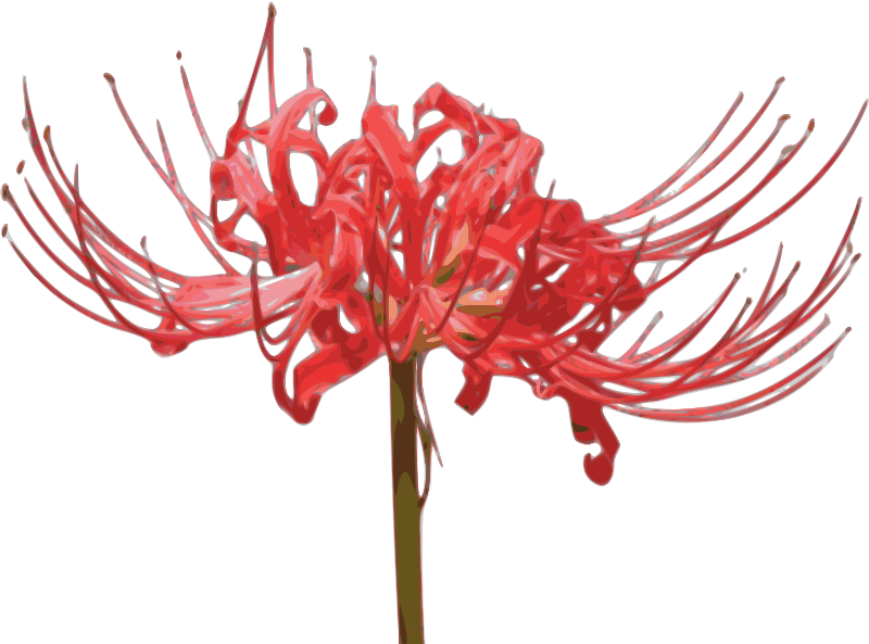 Red Spider Lily