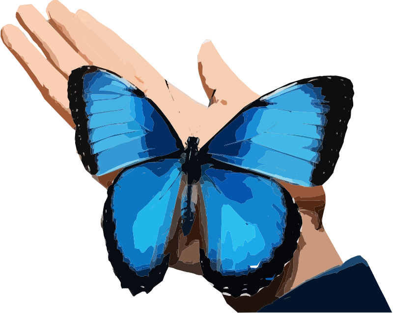 Butterfly in a Hand