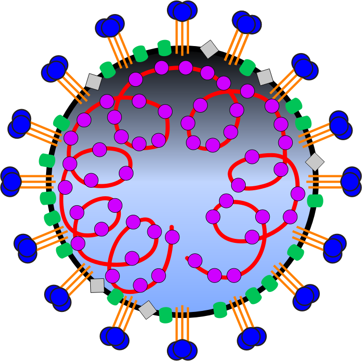Coronavirus virion