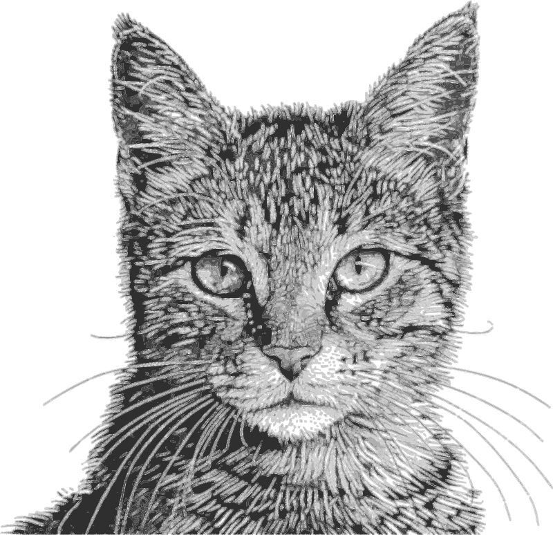 Cat portrait en face - engraving grayscale