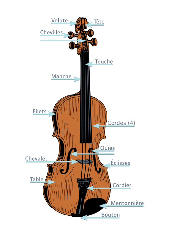 Anatomie d'un violon