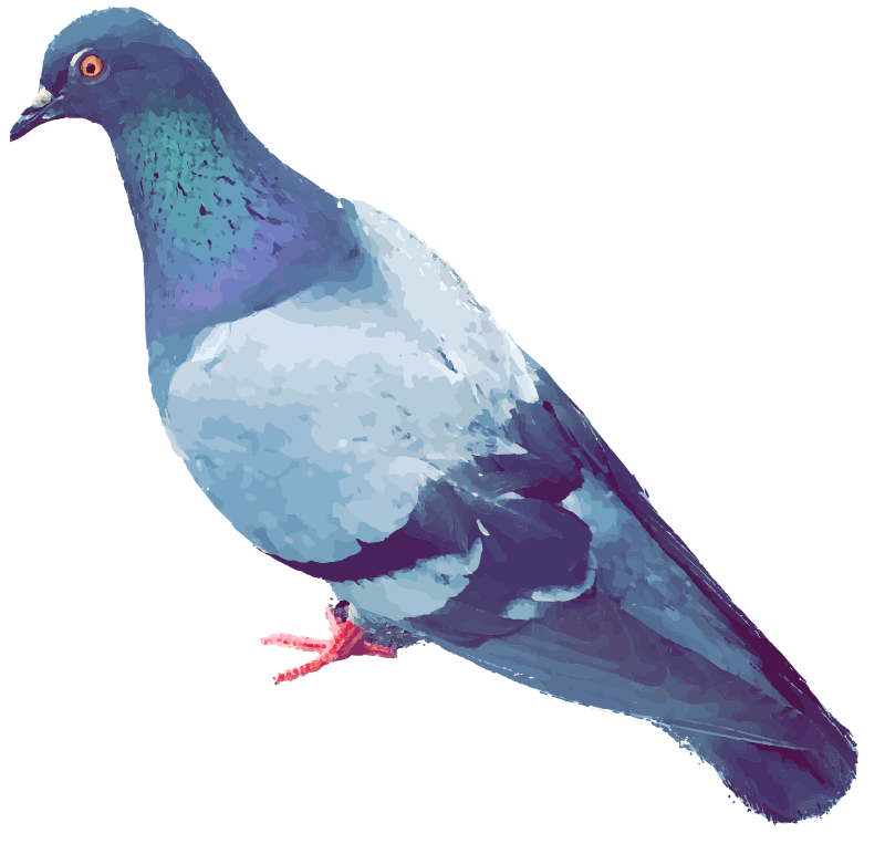 Pigeon