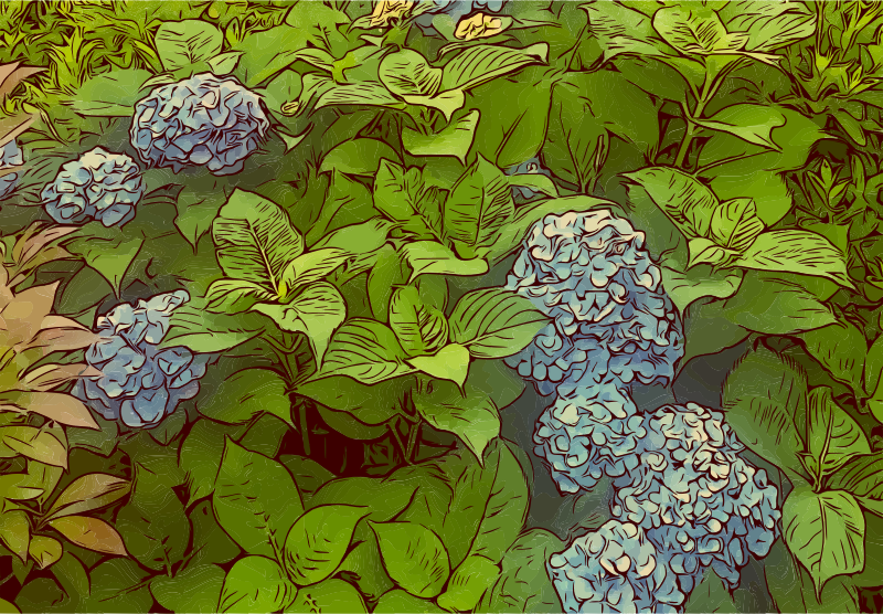 Hydrangeas