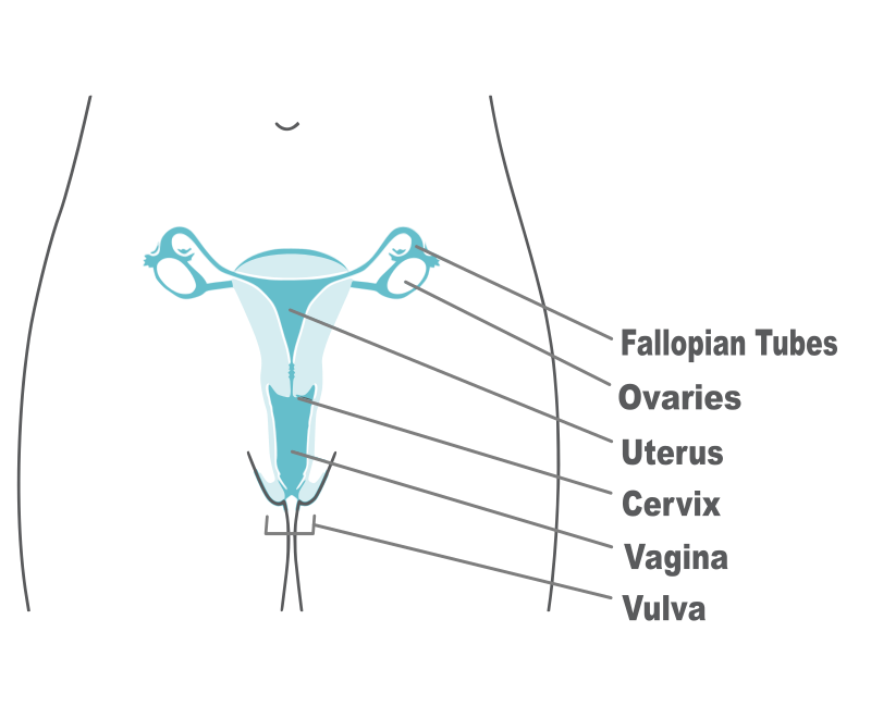 Female Reproductive Organs