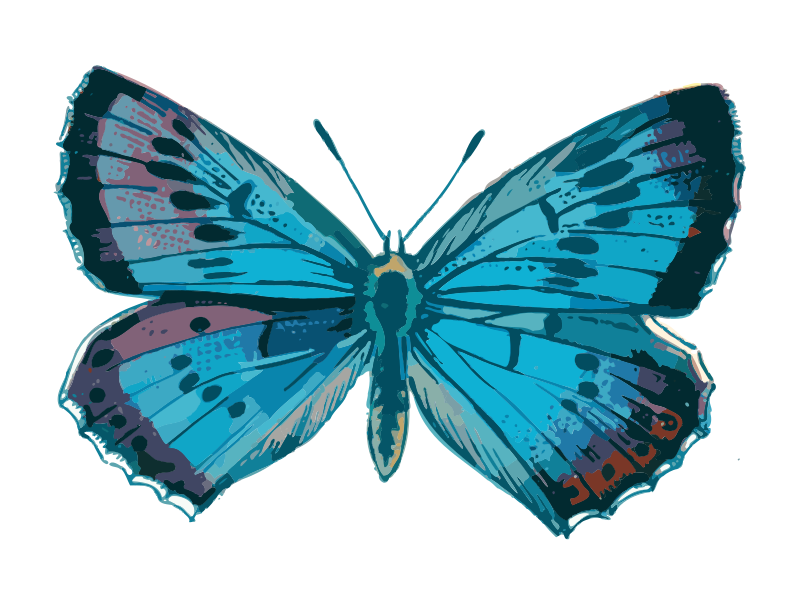 Blue Butterfly