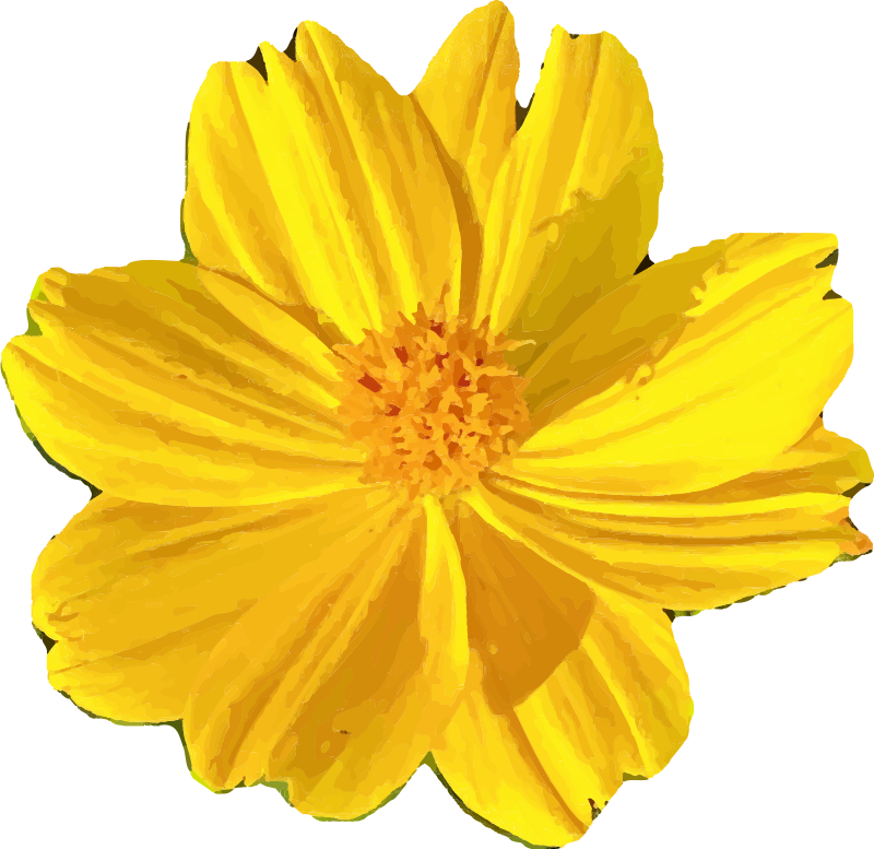 Yellow Flower