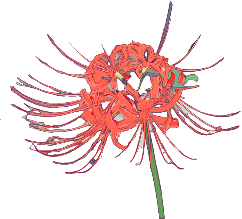 Red Spider Lilly