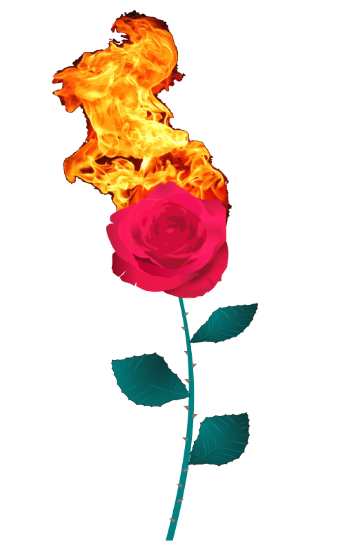 Flaming Rose