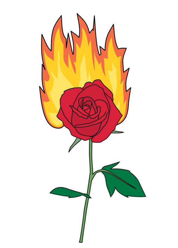 Flaming Rose 2