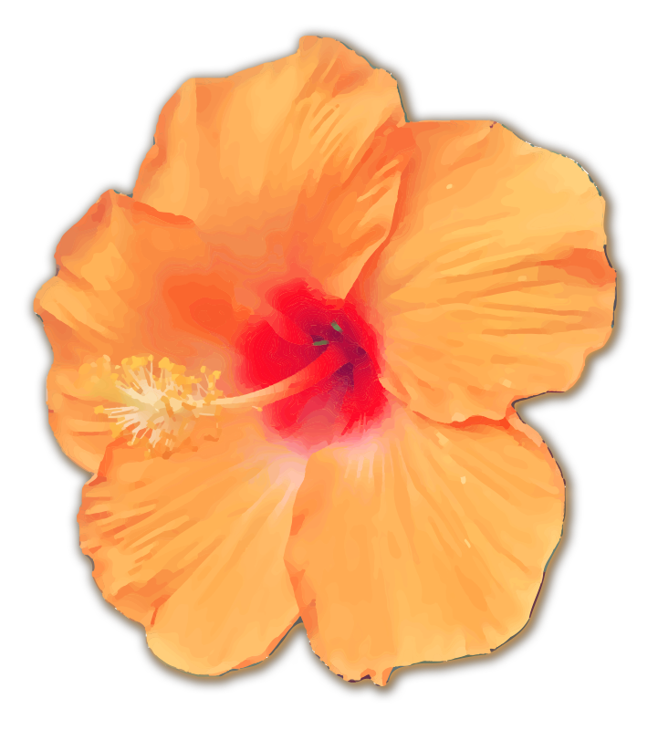 Orange Hibiscus