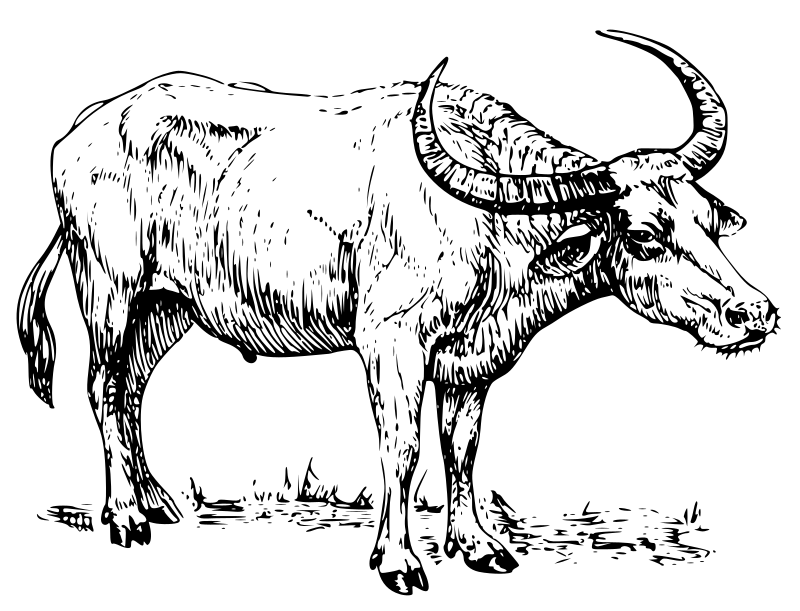 Water Buffalo