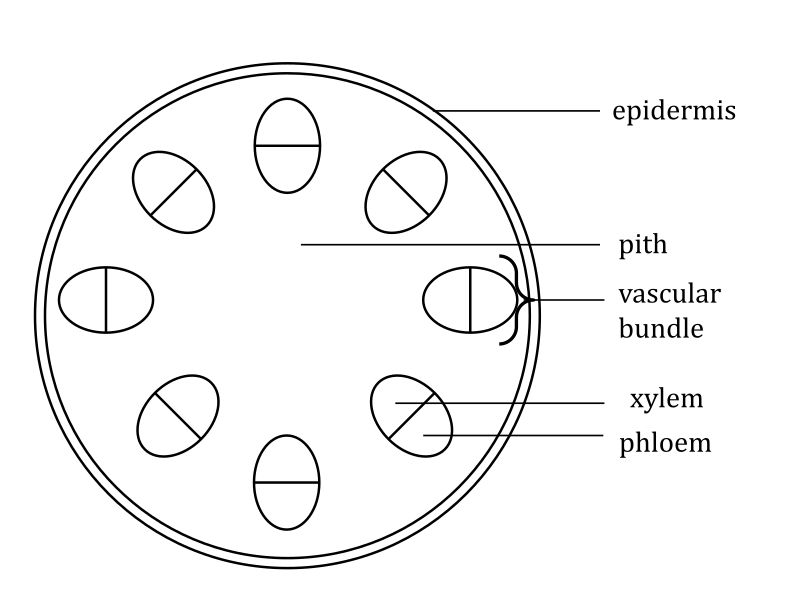 Labeled simple stem cross section