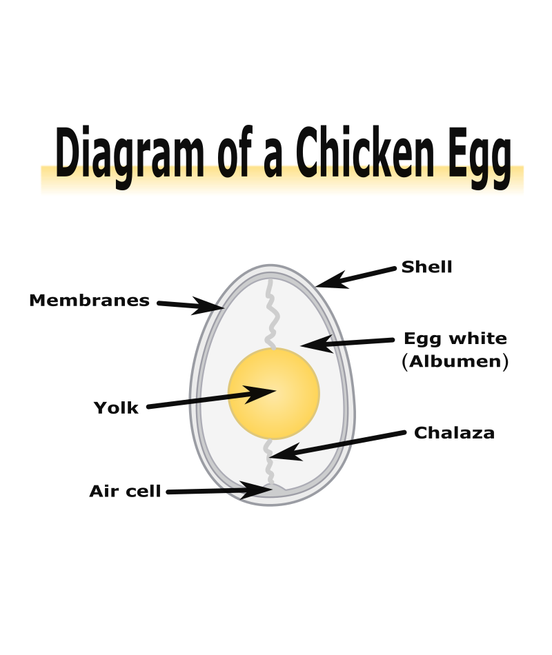 Diagram of a Chicken Egg