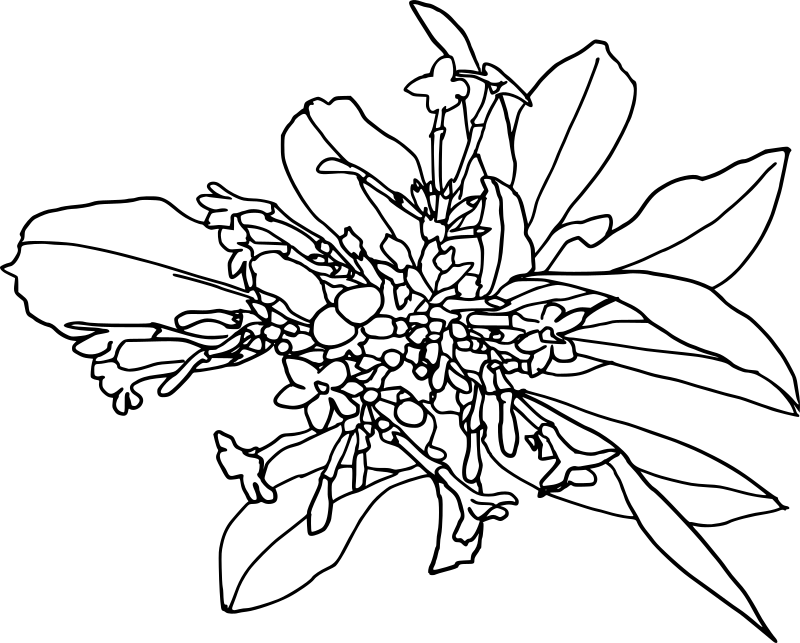 snakeroot