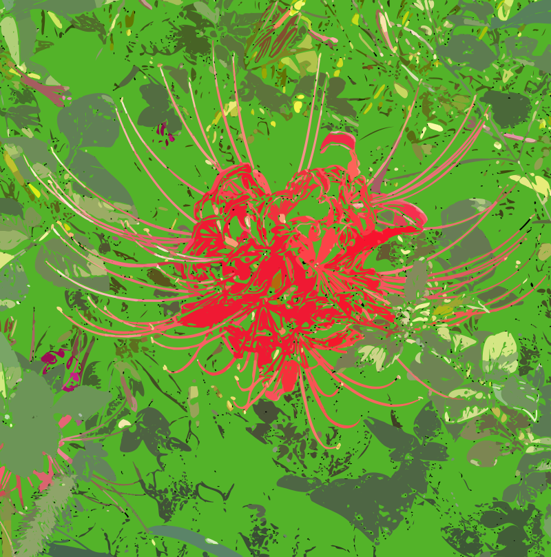 Red Spider Lily
