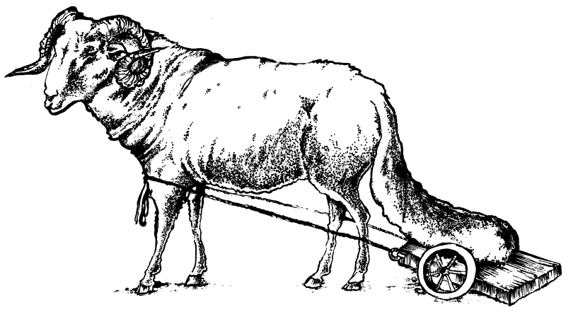 Awassi sheep