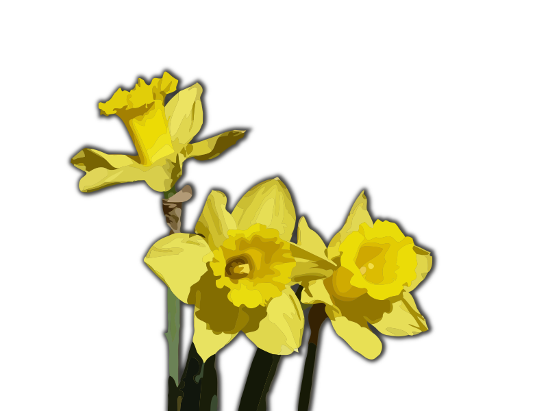 Daffodils - Isolated