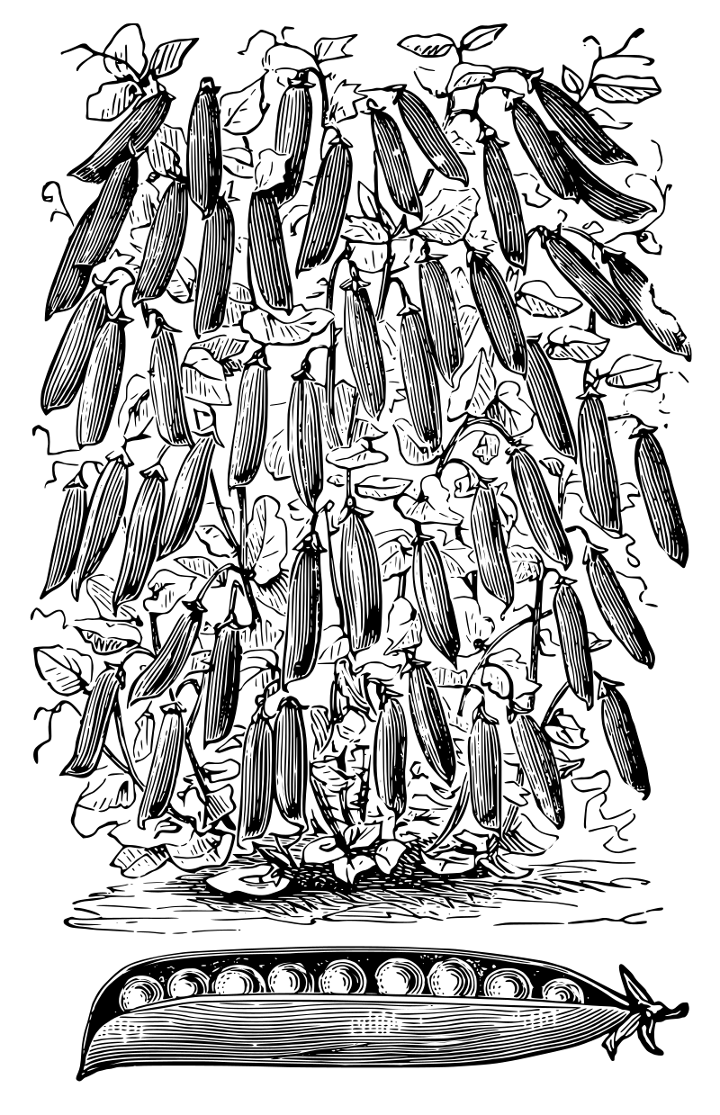 Classic Pea Plant and Pea Pod