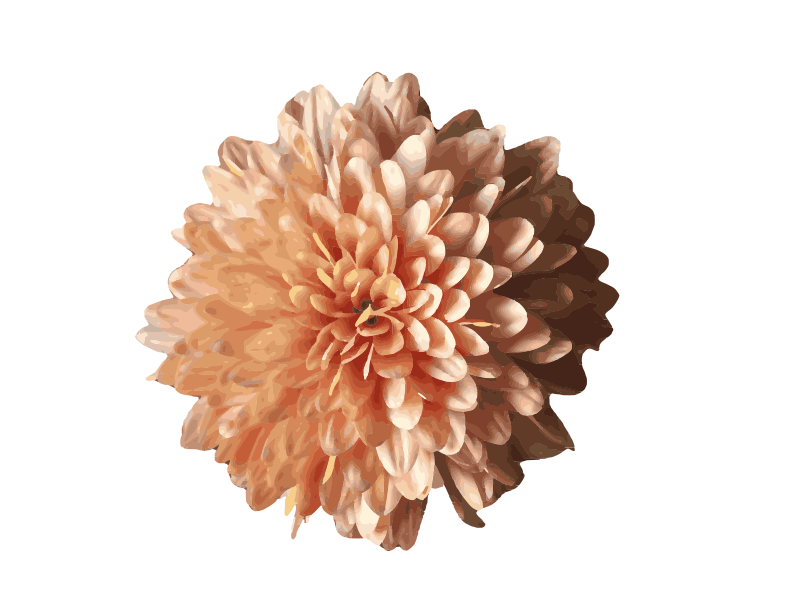 Chrysanthemum